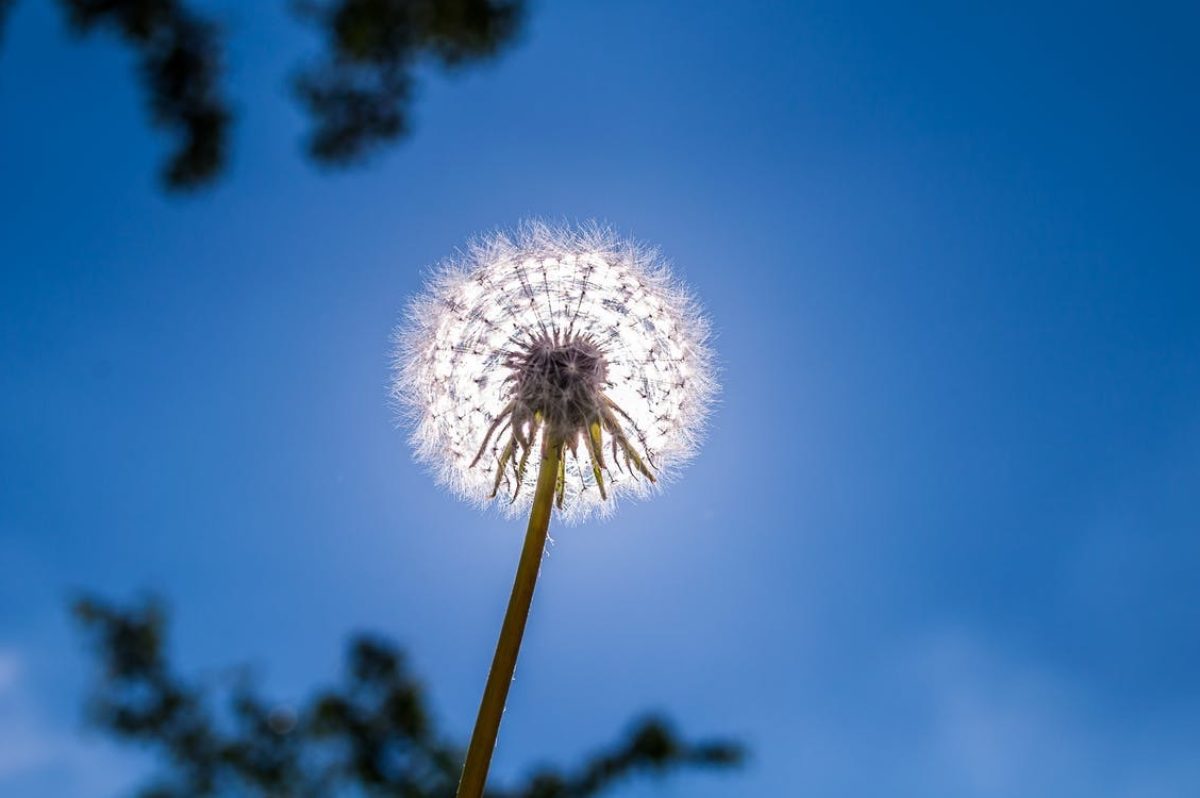 A dandelion puff-ball with the un shining from the background