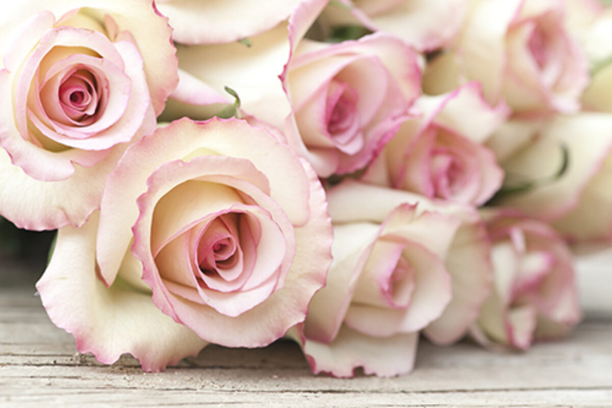 A bunch of antique pink roses laying on a white, shabby chic, wood surface