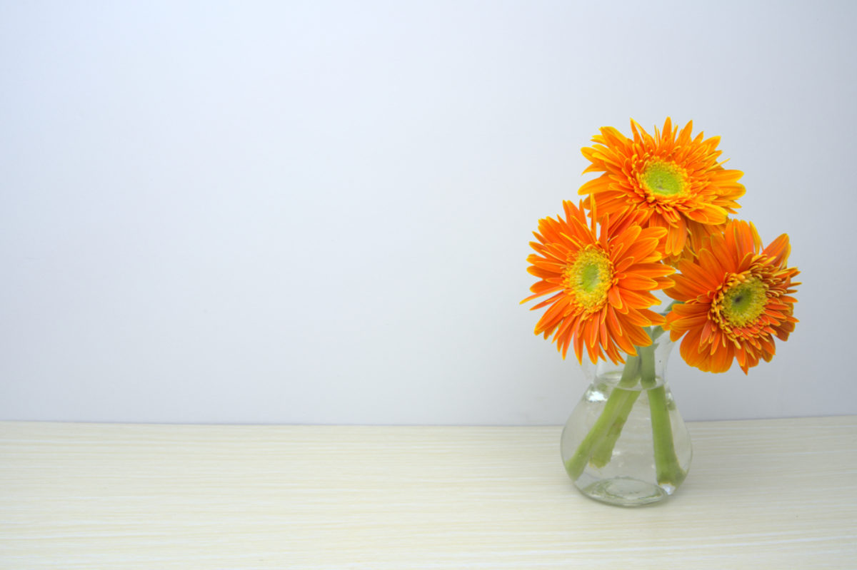 Three orange chrysanthemums in glass vase